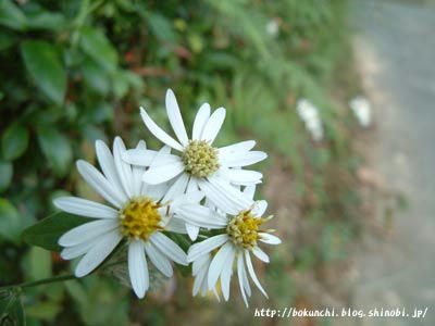 花の写真