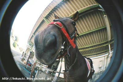 馬の鼻の写真