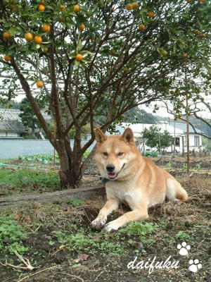 ぷくの写真