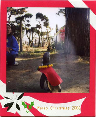ペンギンの写真