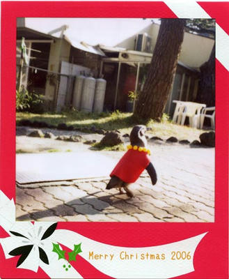 ペンギンの写真