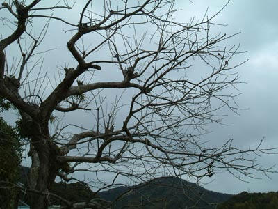 柿の木の写真