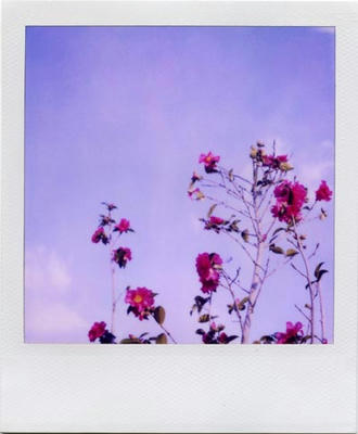 空と花の写真