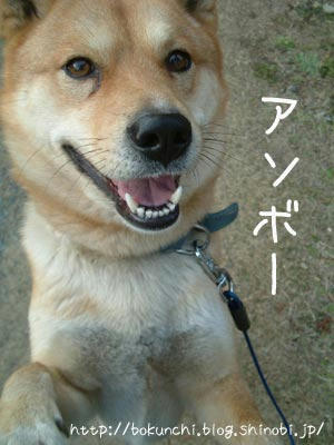 ぷくの写真