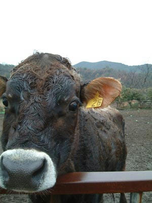 牛の写真