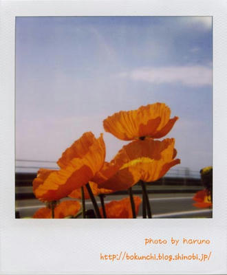 ポピーの写真