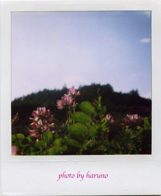 れんげ草の写真