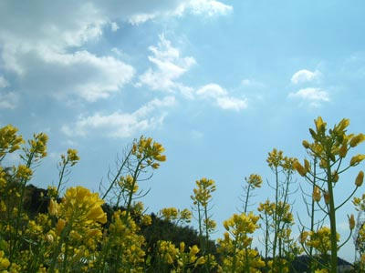 葉の花の写真