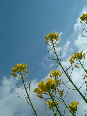 菜の花の写真