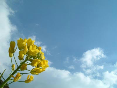 菜の花の写真