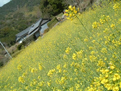 菜の花の写真