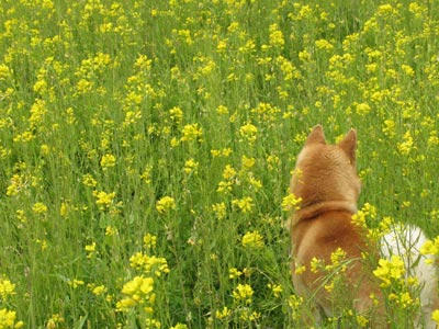 犬と菜の花の写真