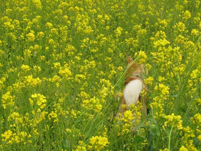 犬と菜の花の写真