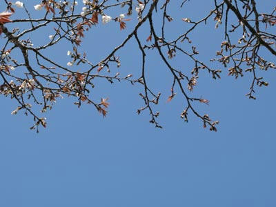 桜の写真