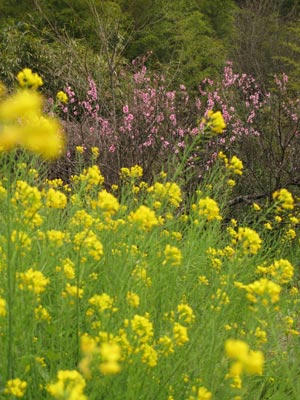 菜の花と木の写真
