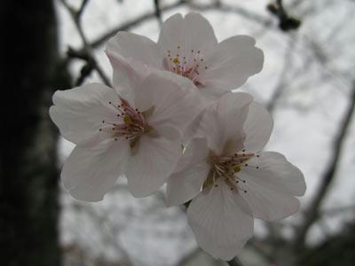 桜の写真