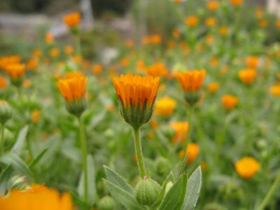 花の写真