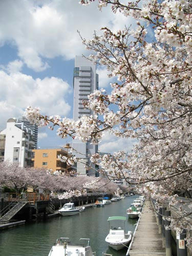 桜の写真