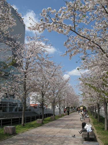 桜の写真
