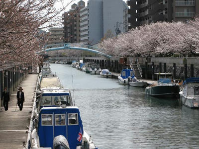 桜の写真