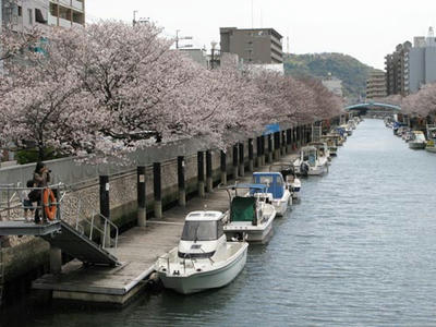 桜の写真