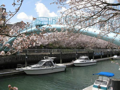 桜の写真