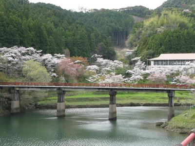 桜の写真