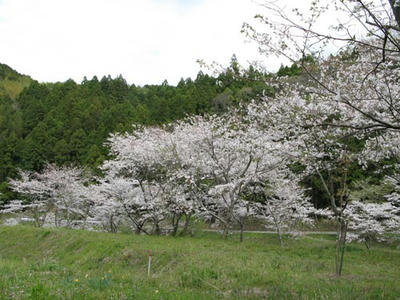 桜の写真