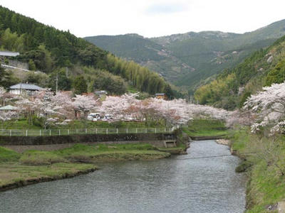 桜の写真