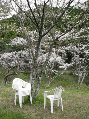 桜の写真