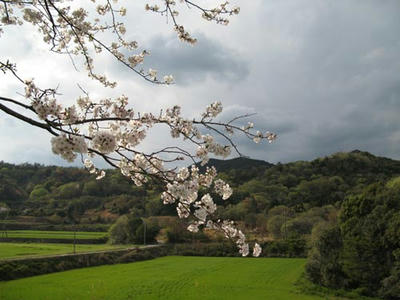 桜の写真