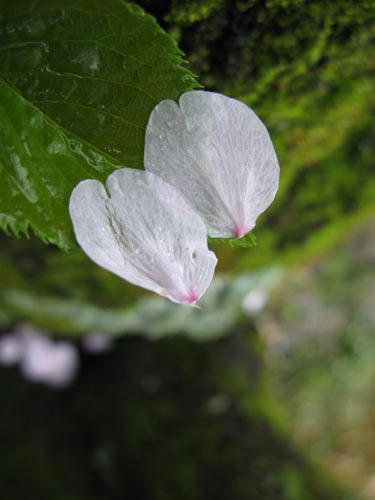 桜の写真