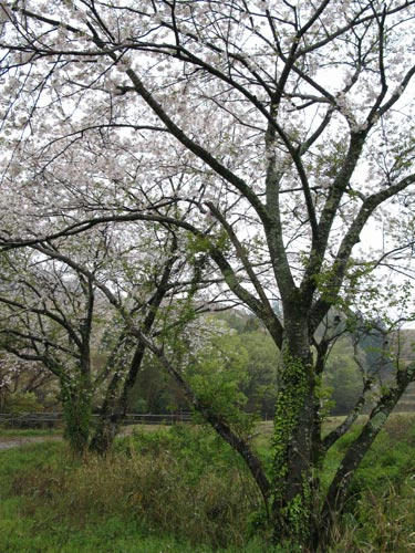 桜の写真