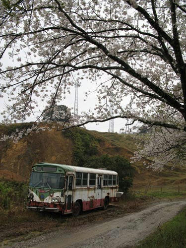 桜の写真