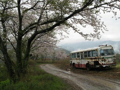 桜の写真