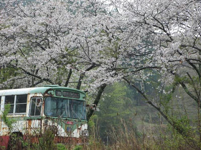 桜の写真