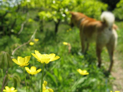 犬の写真