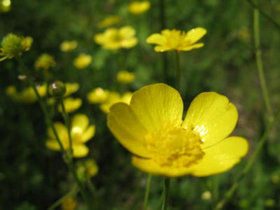 花の写真