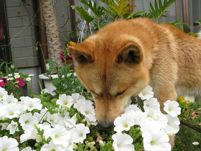 ぷくの写真
