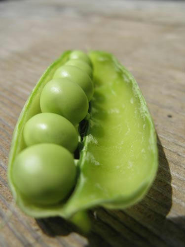 エンドウ豆の写真