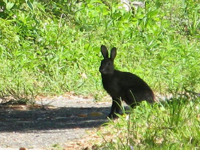ウサギの写真