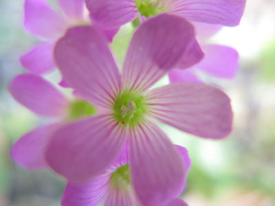 ピンクの花