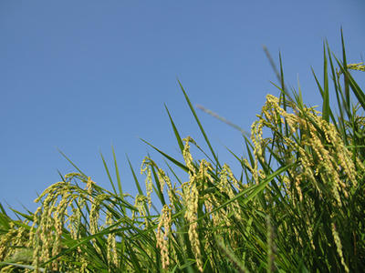 稲の写真