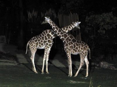 キリンの写真