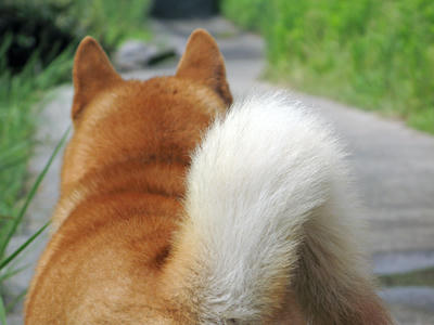 しっぽの写真