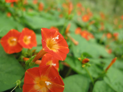 秋の花の写真