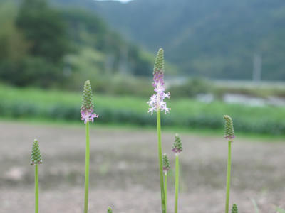 秋の花の写真