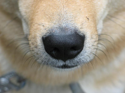 犬の鼻の写真