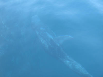 クジラの写真