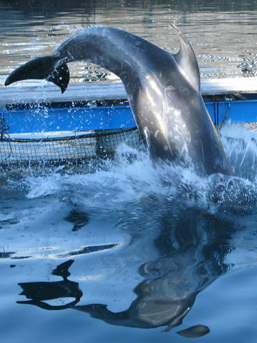 クジラの写真